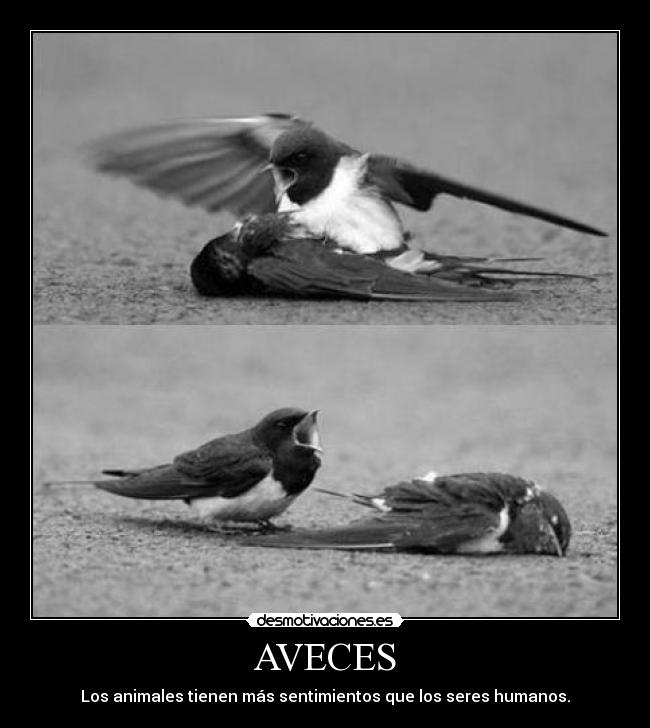 AVECES -