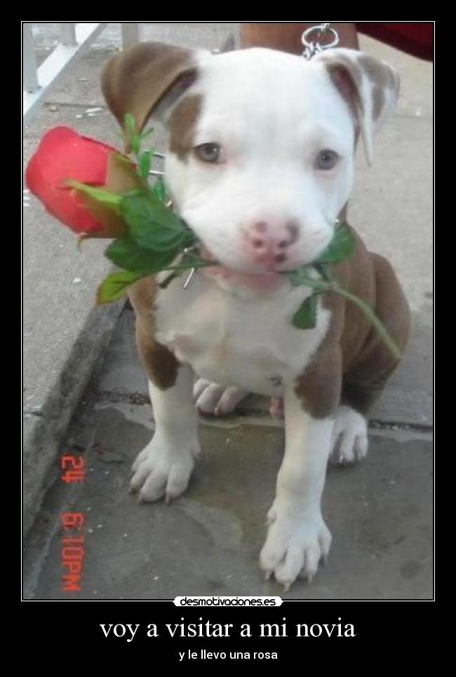 voy a visitar a mi novia -