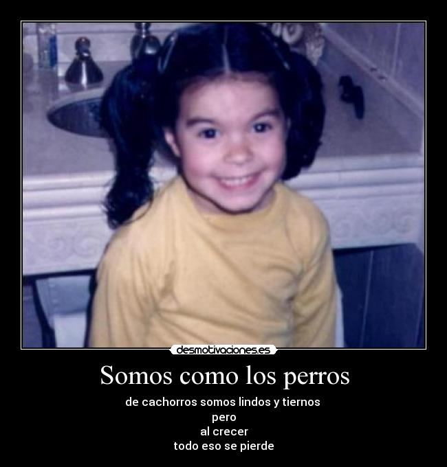 Somos como los perros -