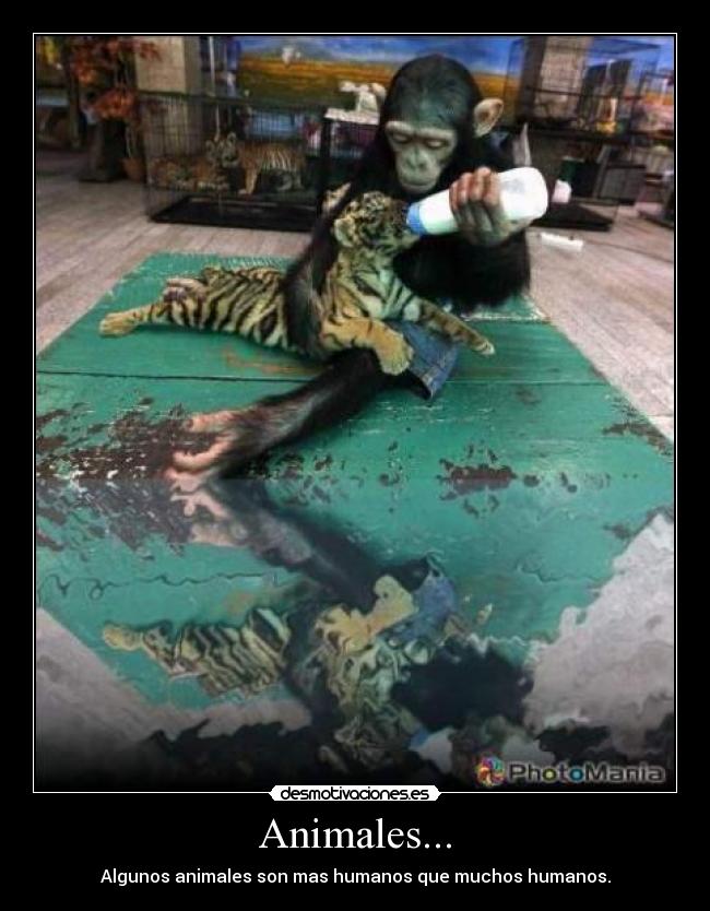 Animales... - 