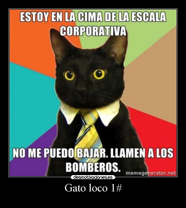 Gato loco 1# -