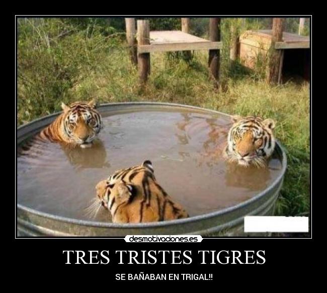 TRES TRISTES TIGRES - SE BAÑABAN EN TRIGAL!!