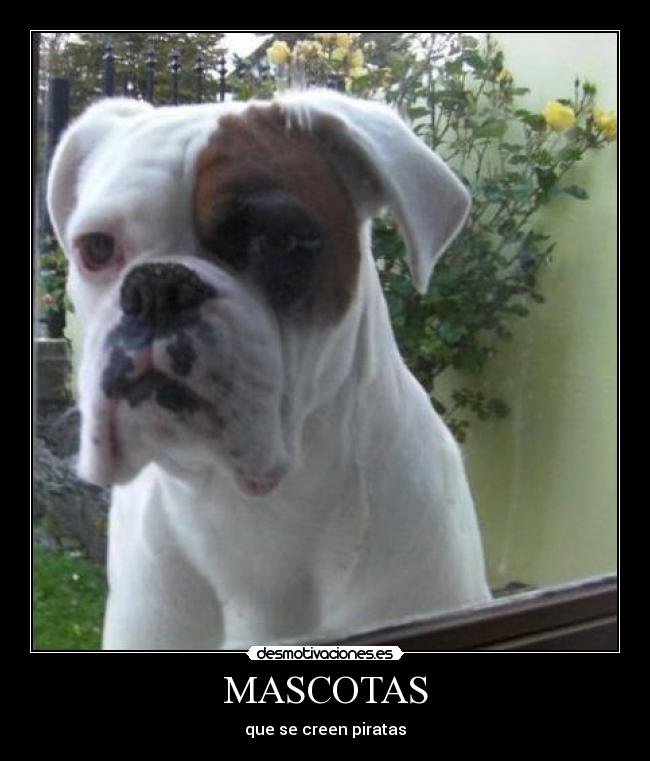 MASCOTAS - que se creen piratas