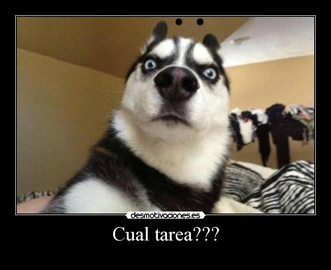 carteles matare todos los gatos desmotivaciones