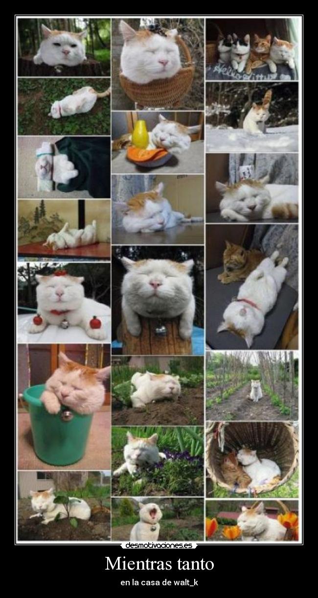 Mientras tanto - en la casa de walt_k