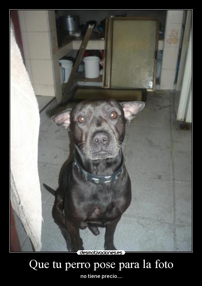 Que tu perro pose para la foto - no tiene precio....