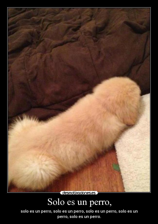 Solo es un perro, - 