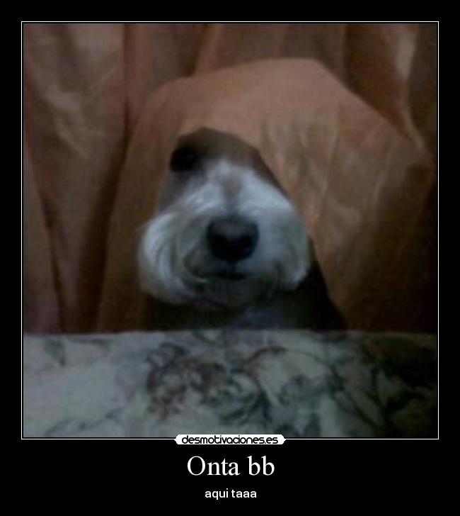 Onta bb -