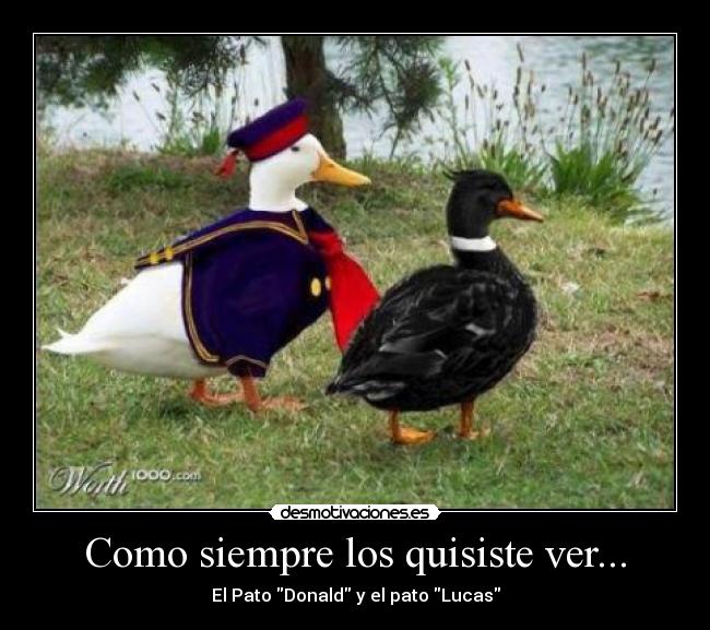 Como siempre los quisiste ver... - El Pato Donald y el pato Lucas