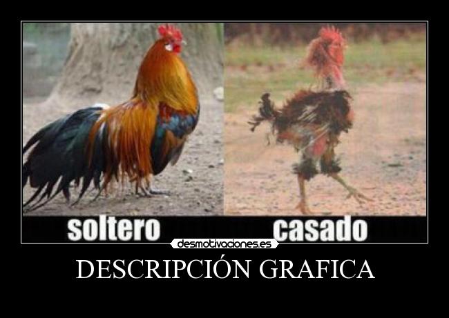 DESCRIPCIÓN GRAFICA -