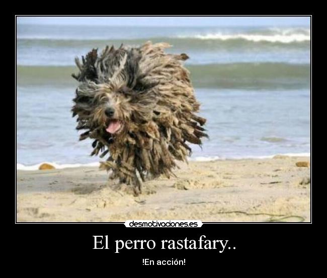 El perro rastafary.. - !En acción!