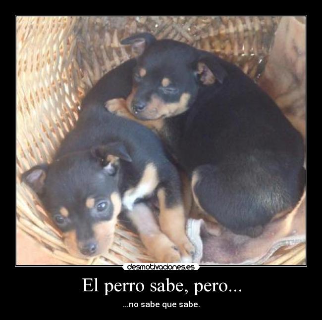 El perro sabe, pero... - ...no sabe que sabe.