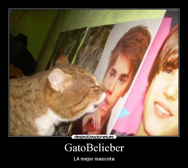 GatoBelieber - LA mejor mascota