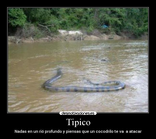 Tipico - Nadas en un rió profundo y piensas que un cocodrilo te va a atacar