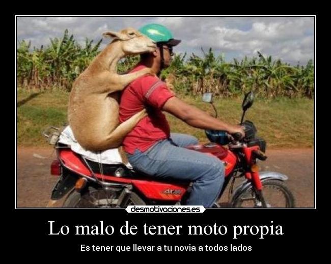 carteles las ardillas molan desmotivaciones