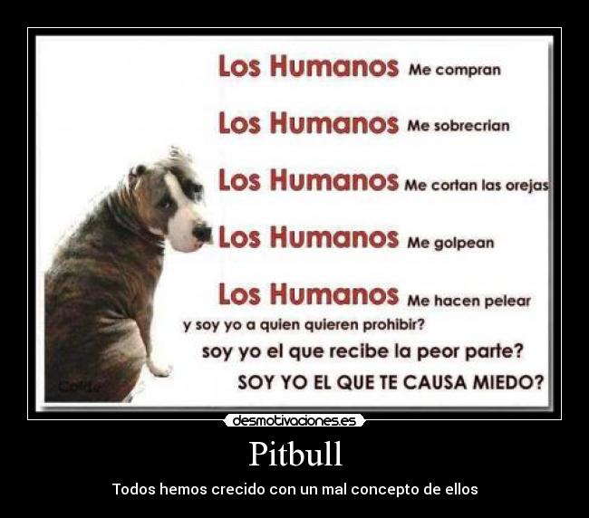 Pitbull - Todos hemos crecido con un mal concepto de ellos