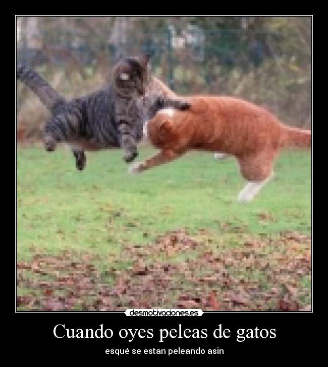 Cuando oyes peleas de gatos - esqué se estan peleando asin