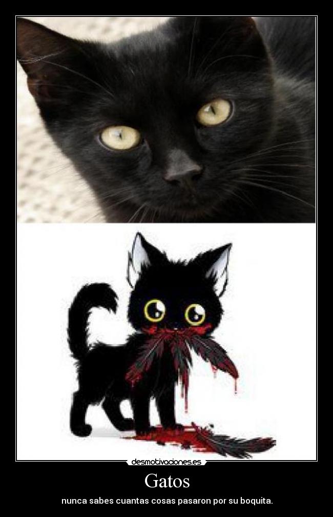 Gatos - 