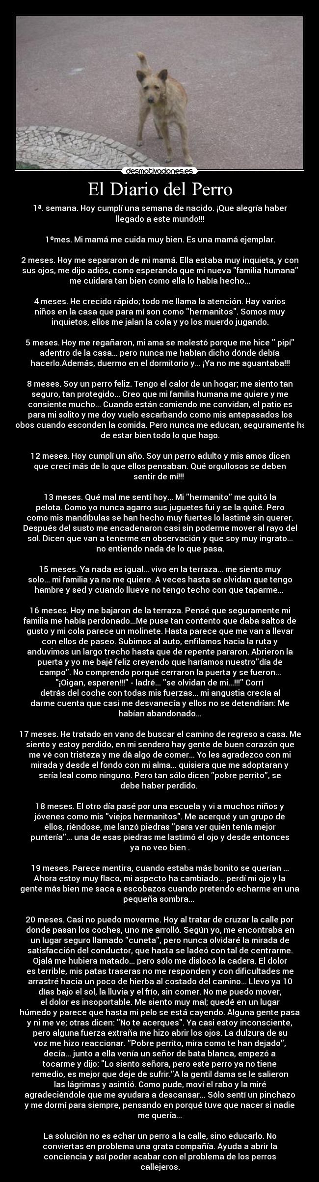 El Diario del Perro - 1ª. semana. Hoy cumplí una semana de nacido. ¡Que alegría haber
llegado a este mundo!!!
1ºmes. Mi mamá me cuida muy bien. Es una mamá ejemplar.
2 meses. Hoy me separaron de mi mamá. Ella estaba muy inquieta, y con
sus ojos, me dijo adiós, como esperando que mi nueva familia humana
me cuidara tan bien como ella lo había hecho...
4 meses. He crecido rápido; todo me llama la atención. Hay varios
niños en la casa que para mí son como hermanitos. Somos muy
inquietos, ellos me jalan la cola y yo los muerdo jugando.
5 meses. Hoy me regañaron, mi ama se molestó porque me hice pipí
adentro de la casa... pero nunca me habían dicho dónde debía
hacerlo.Además, duermo en el dormitorio y... ¡Ya no me aguantaba!!!
8 meses. Soy un perro feliz. Tengo el calor de un hogar; me siento tan
seguro, tan protegido... Creo que mi familia humana me quiere y me
consiente mucho... Cuando están comiendo me convidan, el patio es
para mi solito y me doy vuelo escarbando como mis antepasados los
lobos cuando esconden la comida. Pero nunca me educan, seguramente ha
de estar bien todo lo que hago.
12 meses. Hoy cumplí un año. Soy un perro adulto y mis amos dicen
que crecí más de lo que ellos pensaban. Qué orgullosos se deben
sentir de mí!!!
13 meses. Qué mal me sentí hoy... Mi hermanito me quitó la
pelota. Como yo nunca agarro sus juguetes fui y se la quité. Pero
como mis mandíbulas se han hecho muy fuertes lo lastimé sin querer.
Después del susto me encadenaron casi sin poderme mover al rayo del
sol. Dicen que van a tenerme en observación y que soy muy ingrato...
no entiendo nada de lo que pasa.
15 meses. Ya nada es igual... vivo en la terraza... me siento muy
solo... mi familia ya no me quiere. A veces hasta se olvidan que tengo
hambre y sed y cuando llueve no tengo techo con que taparme...
16 meses. Hoy me bajaron de la terraza. Pensé que seguramente mi
familia me había perdonado...Me puse tan contento que daba saltos de
gusto y mi cola parece un molinete. Hasta parece que me van a llevar
con ellos de paseo. Subimos al auto, enfilamos hacia la ruta y
anduvimos un largo trecho hasta que de repente pararon. Abrieron la
puerta y yo me bajé feliz creyendo que haríamos nuestrodía de
campo. No comprendo porqué cerraron la puerta y se fueron...
¡Oigan, esperen!!! - ladré... se olvidan de mi...!!! Corrí
detrás del coche con todas mis fuerzas... mi angustia crecía al
darme cuenta que casi me desvanecía y ellos no se detendrían: Me
habían abandonado...
17 meses. He tratado en vano de buscar el camino de regreso a casa. Me
siento y estoy perdido, en mi sendero hay gente de buen corazón que
me vé con tristeza y me dá algo de comer... Yo les agradezco con mi
mirada y desde el fondo con mi alma... quisiera que me adoptaran y
sería leal como ninguno. Pero tan sólo dicen pobre perrito, se
debe haber perdido.
18 meses. El otro día pasé por una escuela y vi a muchos niños y
jóvenes como mis viejos hermanitos. Me acerqué y un grupo de
ellos, riéndose, me lanzó piedras para ver quién tenía mejor
puntería... una de esas piedras me lastimó el ojo y desde entonces
ya no veo bien .
19 meses. Parece mentira, cuando estaba más bonito se querían ...
Ahora estoy muy flaco, mi aspecto ha cambiado... perdí mi ojo y la
gente más bien me saca a escobazos cuando pretendo echarme en una
pequeña sombra...
20 meses. Casi no puedo moverme. Hoy al tratar de cruzar la calle por
donde pasan los coches, uno me arrolló. Según yo, me encontraba en
un lugar seguro llamado cuneta, pero nunca olvidaré la mirada de
satisfacción del conductor, que hasta se ladeó con tal de centrarme.
Ojalá me hubiera matado... pero sólo me dislocó la cadera. El dolor
es terrible, mis patas traseras no me responden y con dificultades me
arrastré hacia un poco de hierba al costado del camino... Llevo ya 10
días bajo el sol, la lluvia y el frío, sin comer. No me puedo mover,
el dolor es insoportable. Me siento muy mal; quedé en un lugar
húmedo y parece que hasta mi pelo se está cayendo. Alguna gente pasa
y ni me ve; otras dicen: No te acerques. Ya casi estoy inconsciente,
pero alguna fuerza extraña me hizo abrir los ojos. La dulzura de su
voz me hizo reaccionar. Pobre perrito, mira como te han dejado,
decía... junto a ella venía un señor de bata blanca, empezó a
tocarme y dijo: Lo siento señora, pero este perro ya no tiene
remedio, es mejor que deje de sufrir.A la gentil dama se le salieron
las lágrimas y asintió. Como pude, moví el rabo y la miré
agradeciéndole que me ayudara a descansar... Sólo sentí un pinchazo
y me dormí para siempre, pensando en porqué tuve que nacer si nadie
me quería...
La solución no es echar un perro a la calle, sino educarlo. No
conviertas en problema una grata compañía. Ayuda a abrir la
conciencia y así poder acabar con el problema de los perros
callejeros.