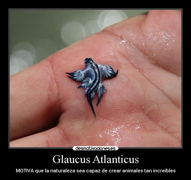 Glaucus Atlanticus - MOTIVA que la naturaleza sea capaz de crear animales tan increíbles