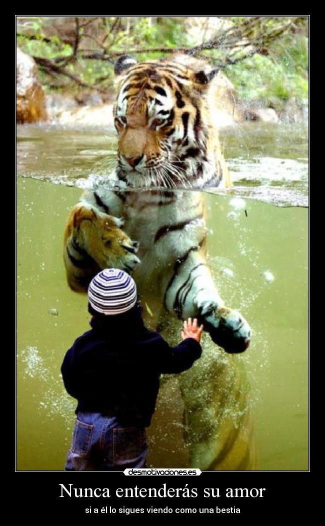 carteles amor tigre nadando amor nino abrazando tigre desmotivaciones