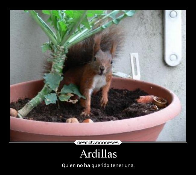 Ardillas - Quien no ha querido tener una.