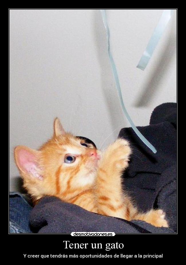 Tener un gato - Y creer que tendrás más oportunidades de llegar a la principal