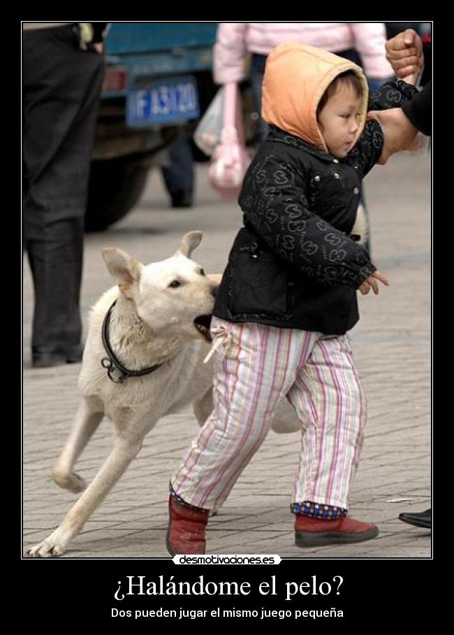 carteles perros desmotivaciones