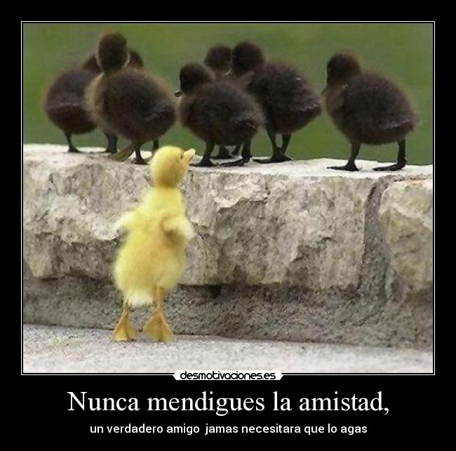 Nunca mendigues la amistad, - un verdadero amigo jamas necesitara que lo agas