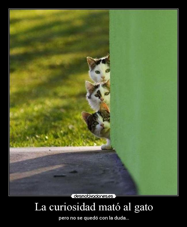 La curiosidad mató al gato - pero no se quedó con la duda...