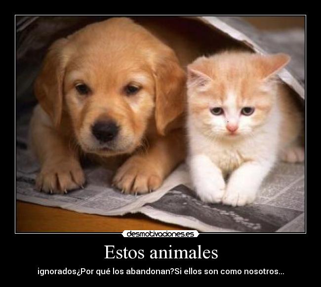 Estos animales - ignorados¿Por qué los abandonan?Si ellos son como nosotros...