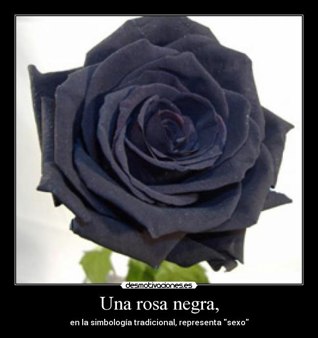 Una rosa negra, - en la simbología tradicional, representa sexo