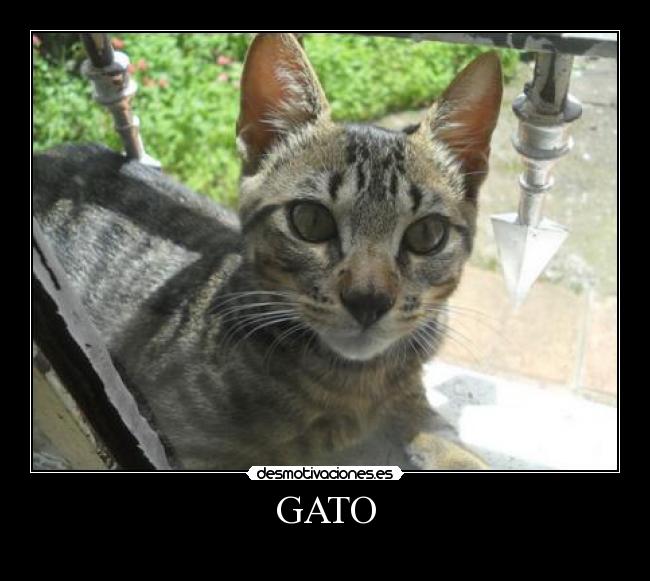 carteles nyan nyan nyan nyan desmotivaciones