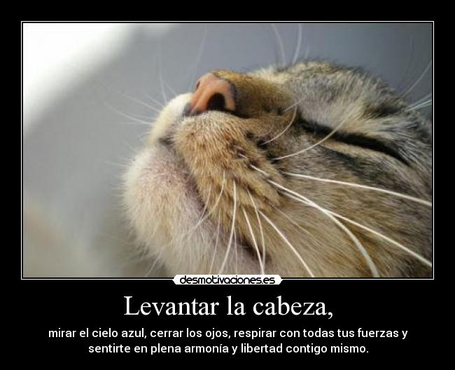 Levantar la cabeza, -