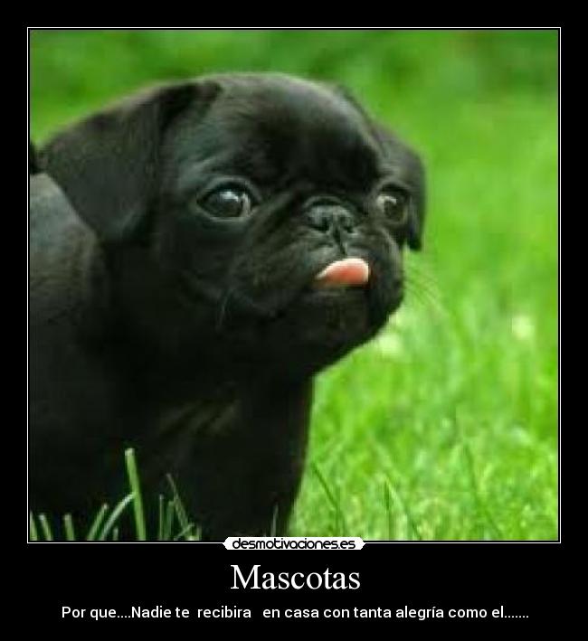 Mascotas - 