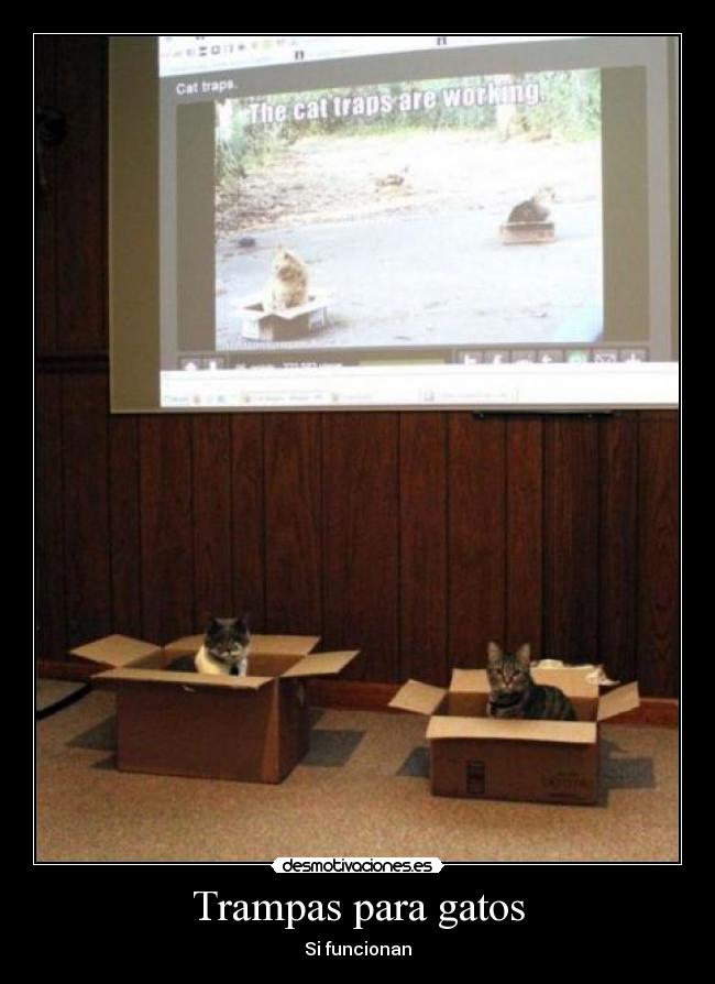 Trampas para gatos - Si funcionan