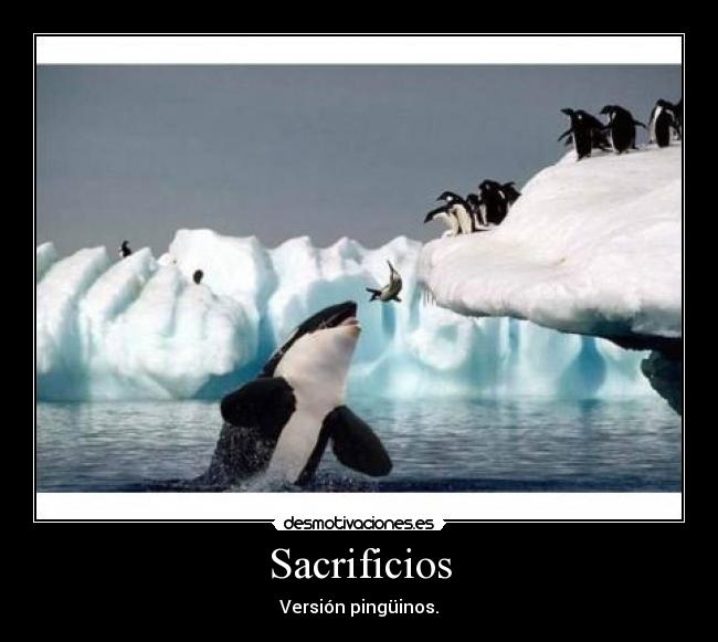 Sacrificios - Versión pingüinos.