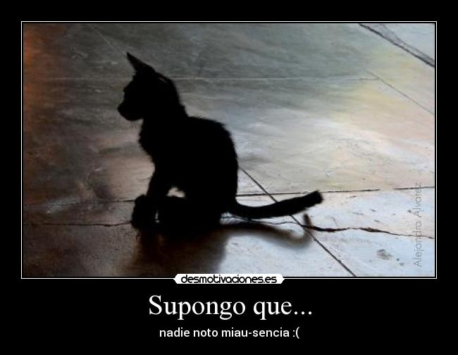 Supongo que... - nadie noto miau-sencia :(