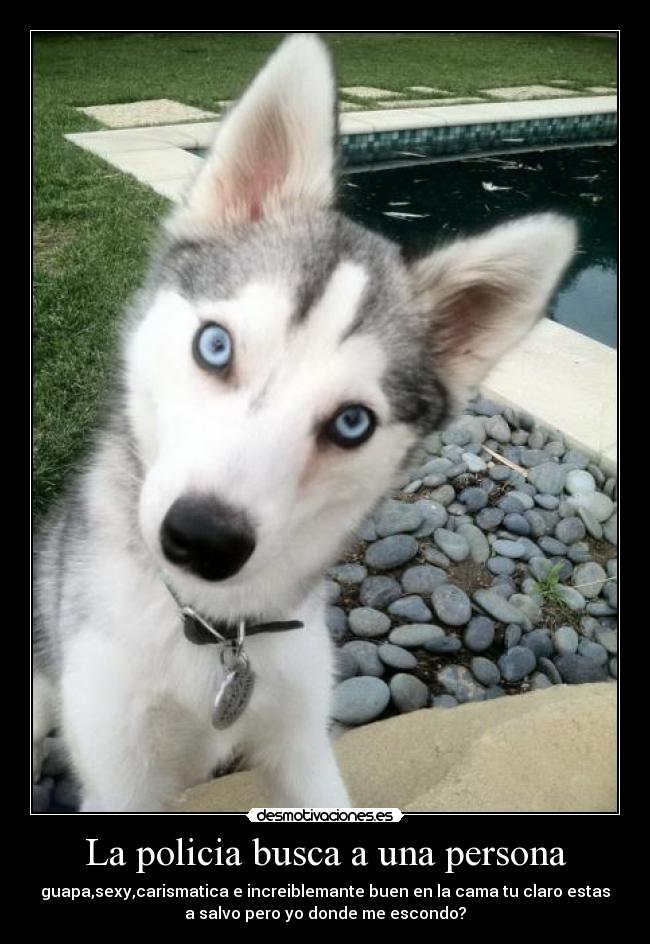 La policia busca a una persona - guapa,sexy,carismatica e increiblemante buen en la cama tu claro estas
a salvo pero yo donde me escondo?