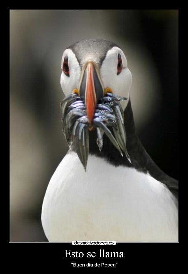 carteles pesca desmotivaciones