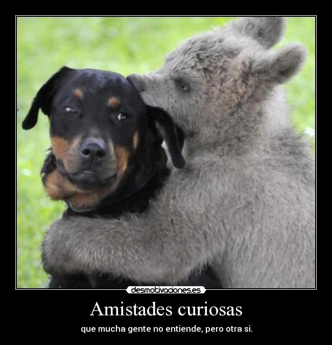 Amistades curiosas - que mucha gente no entiende, pero otra si.