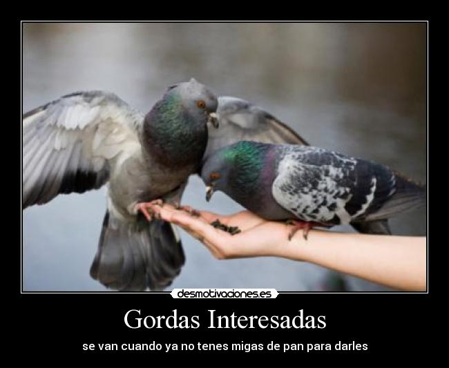 Gordas Interesadas - 