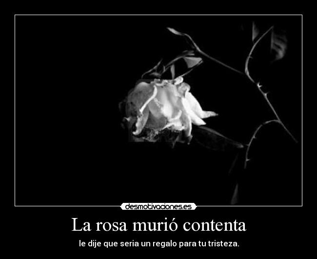 La rosa murió contenta - le dije que seria un regalo para tu tristeza.