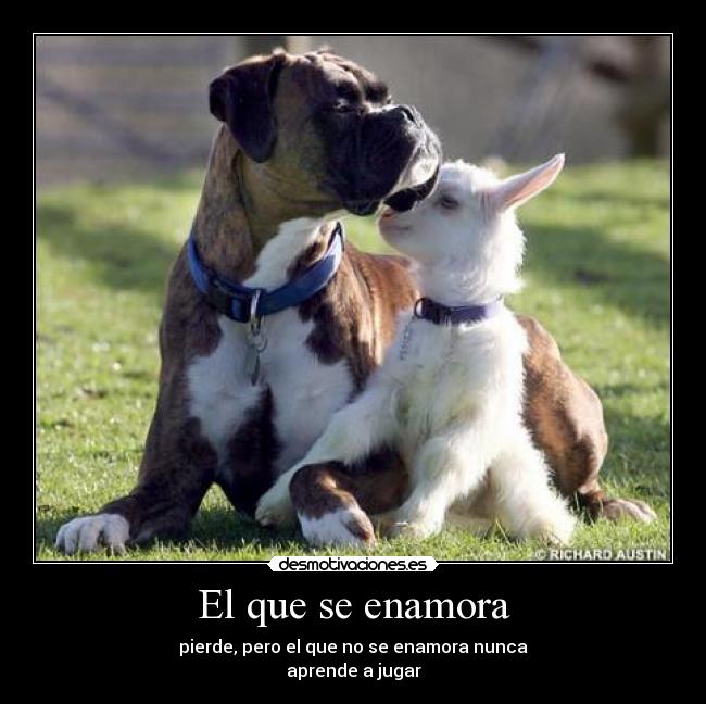 El que se enamora - pierde, pero el que no se enamora nunca
aprende a jugar