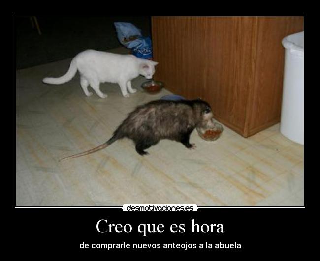 carteles eso gatosabuelita ugn2010 desmotivaciones