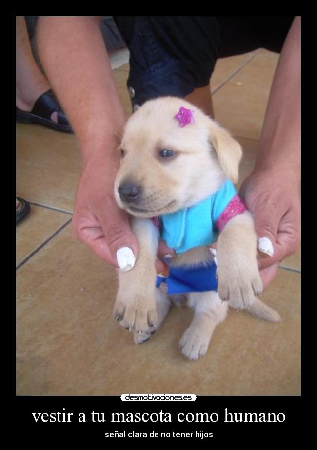 vestir a tu mascota como humano - 