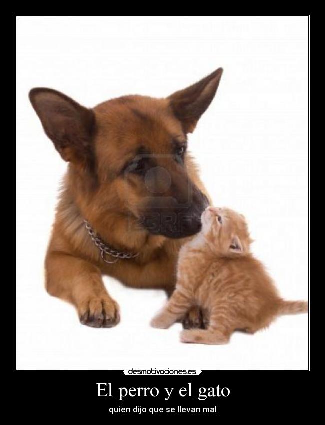 El perro y el gato - quien dijo que se llevan mal