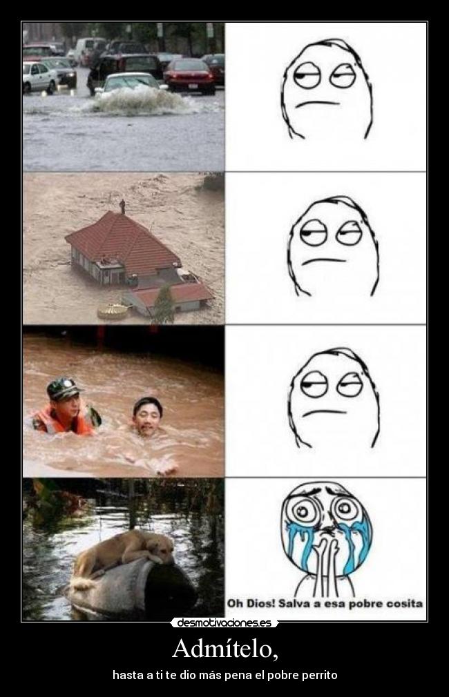 carteles pobre perrito tan inocente desmotivaciones