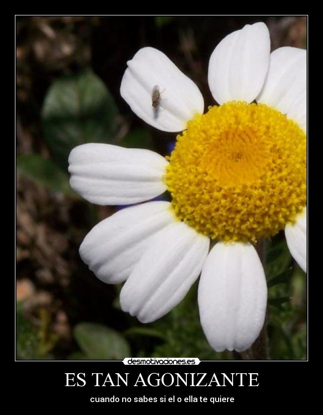 carteles nicolasrincon desmotivaciones