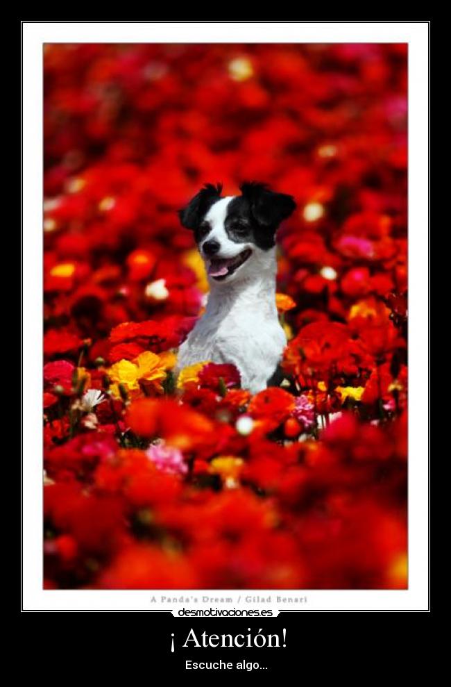 ¡ Atención! - Escuche algo...